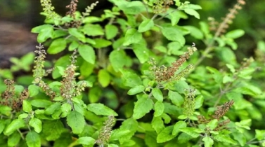 ঠান্ডা-কাশিতে তুলসীর অবিশ্বাস্য উপকারিতা