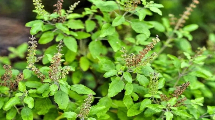 ঠান্ডা-কাশিতে তুলসীর অবিশ্বাস্য উপকারিতা